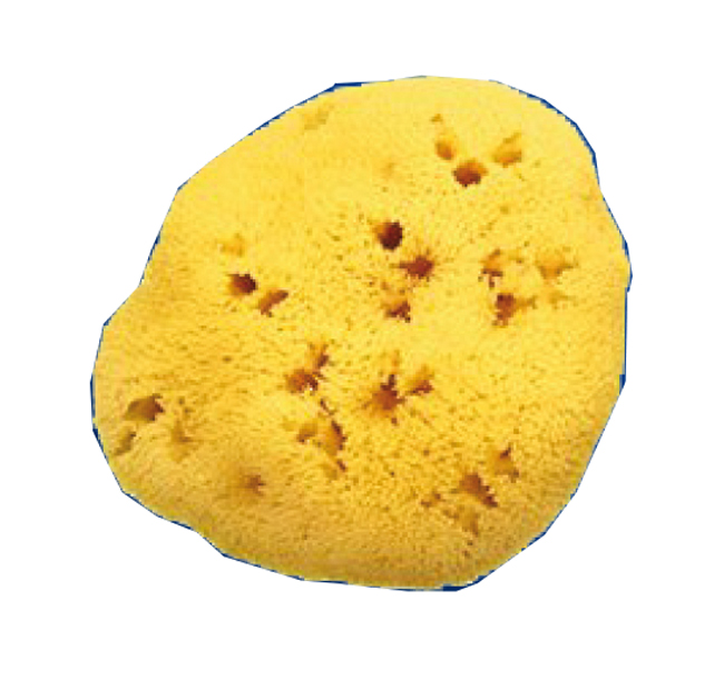 SPUGNA NAT FORI L 8/9 5 CM - farmaidea24.com