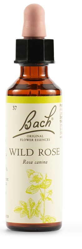 WILD ROSE BACH ORIG 20 ML - farmaidea24.com